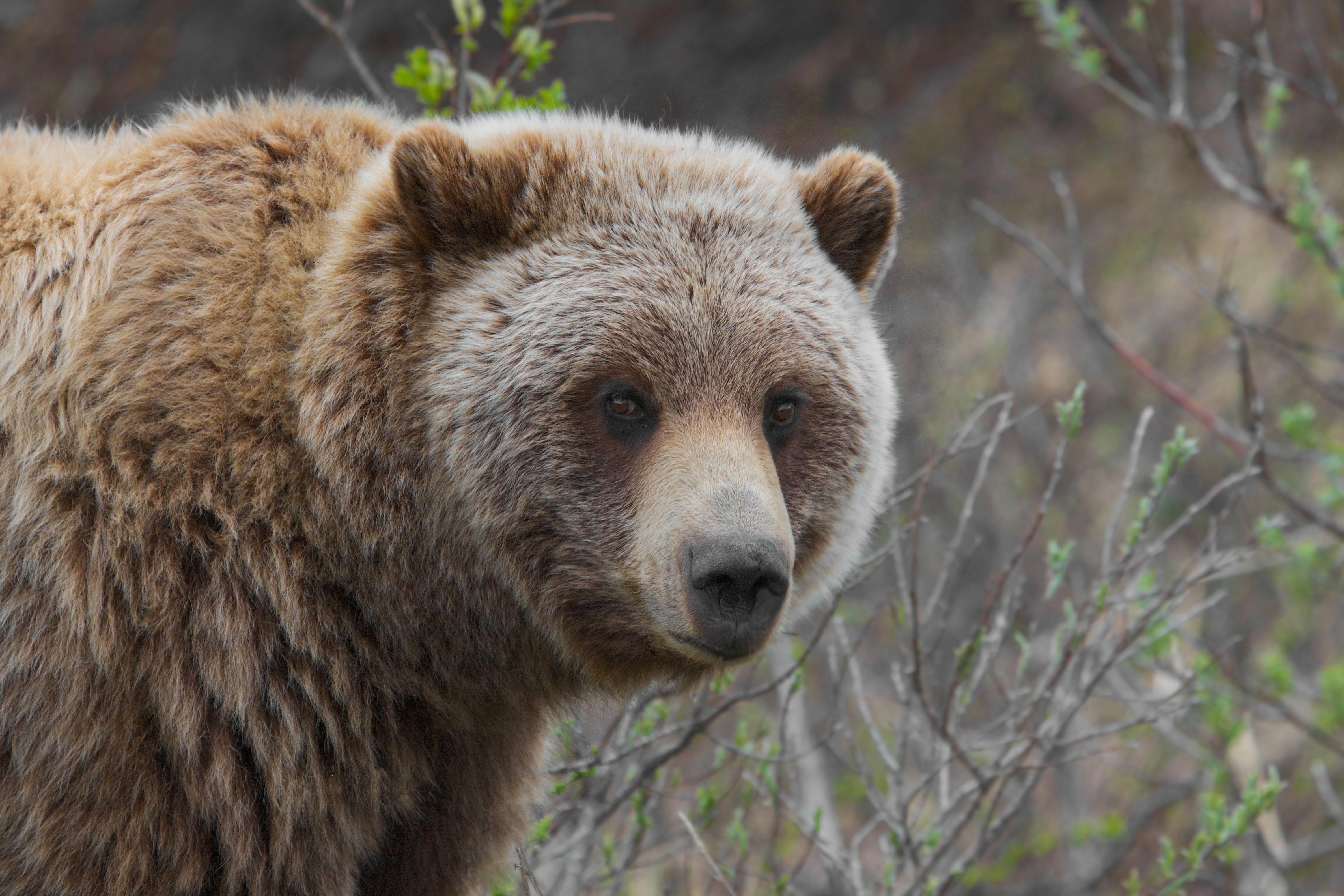 Hvordan bjørnen utviklet sin stubbrumpede kroppsform